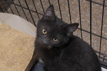 88910a Vinny, Adoptable, Young Male Domestic Short Hair & Domestic Short Hair.
