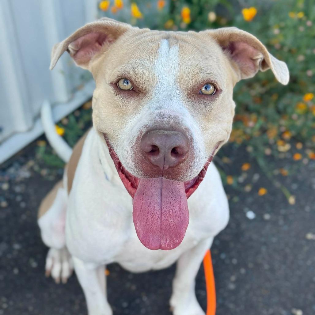 Tyson, a Adoptable Pit Bull Terrier in Tacoma, WA image 1/3