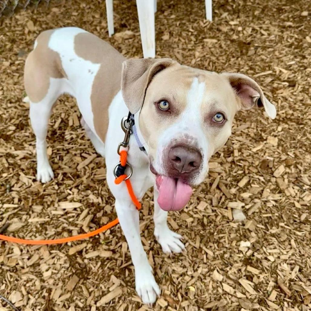 Tyson, a Adoptable Pit Bull Terrier in Tacoma, WA image 2/3