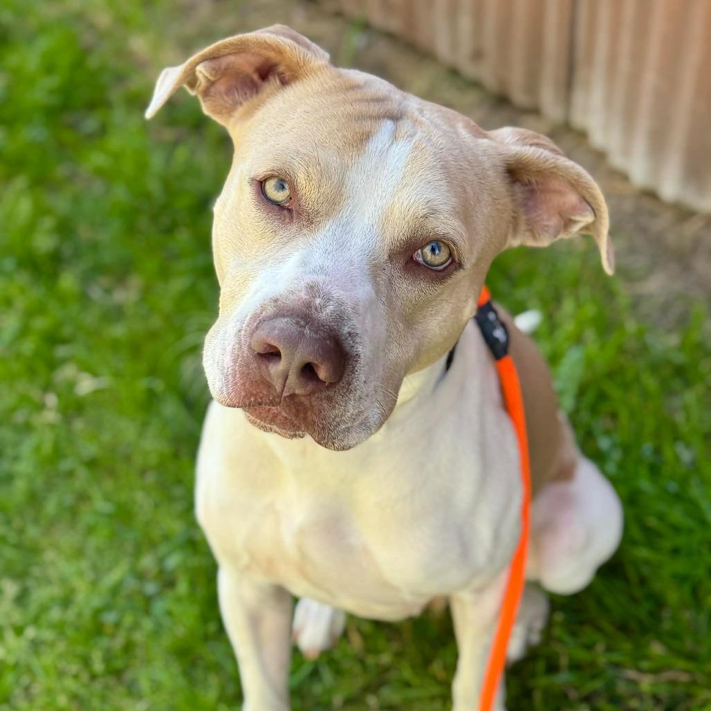 Tyson, a Adoptable Pit Bull Terrier in Tacoma, WA image 3/3
