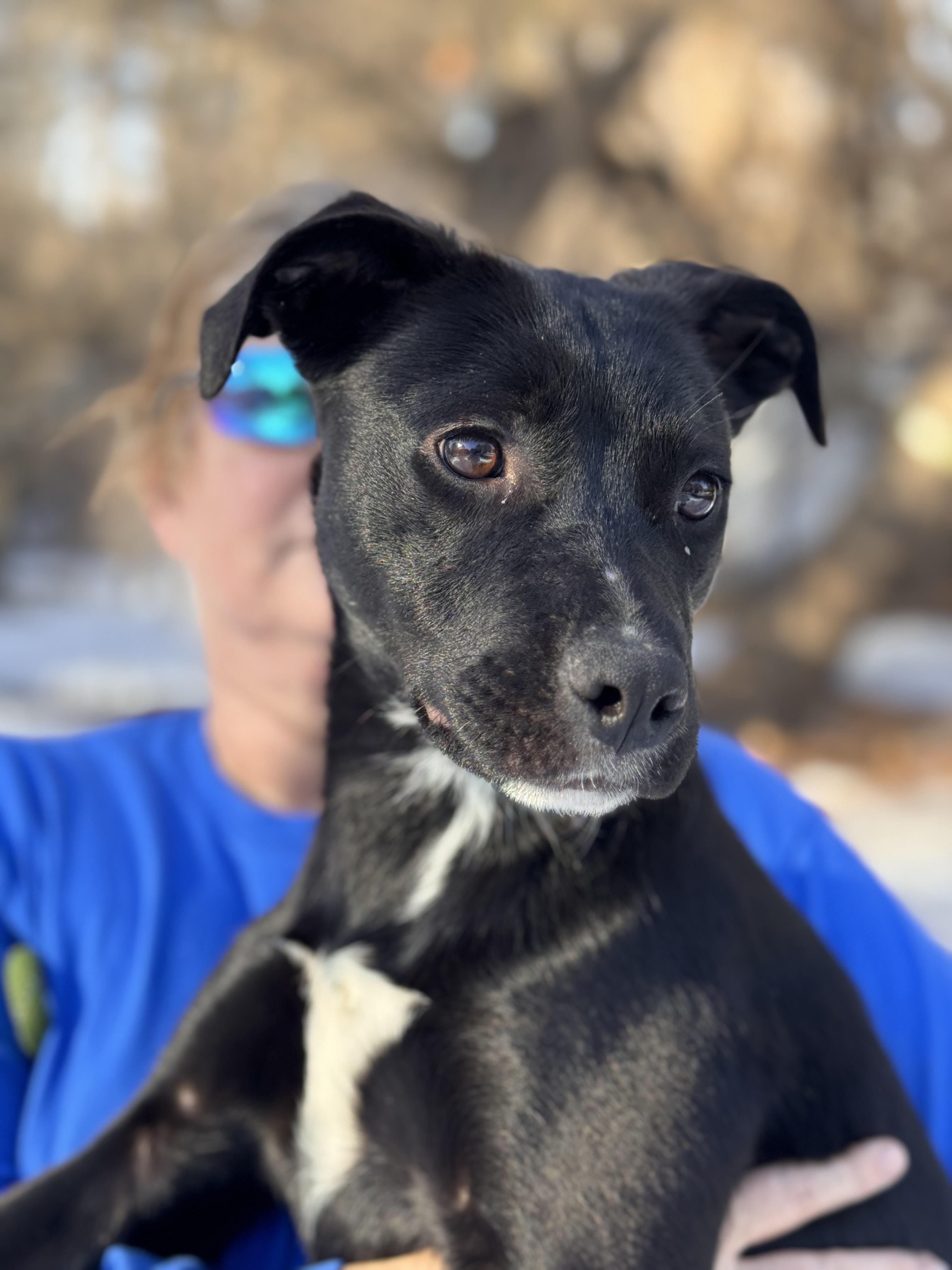 Maggie, ADOPTABLE, Puppy Female Fox Terrier & Border Collie.
