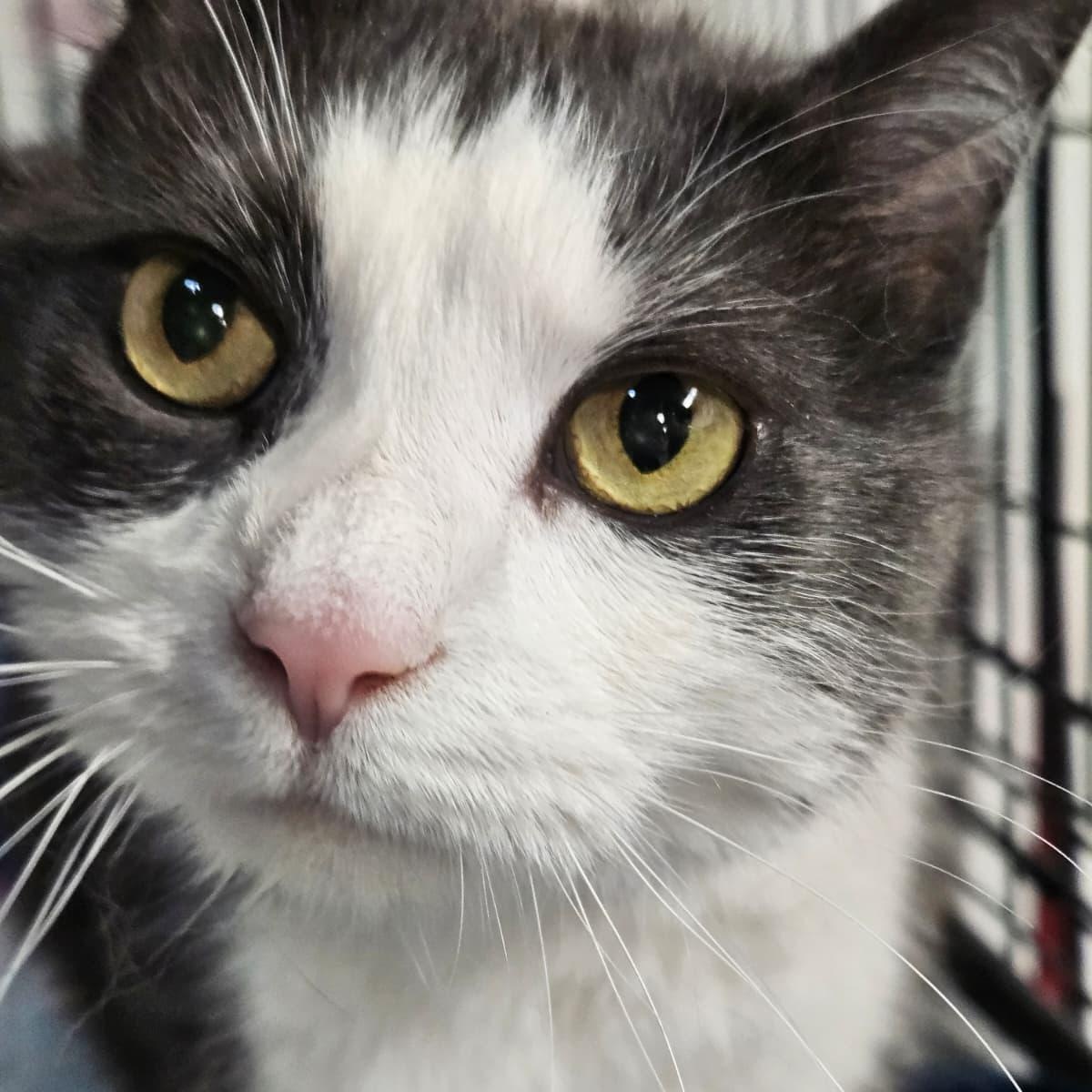 Enlarge Pete, a ADOPTABLE Domestic Short Hair in Altoona, PA image 1/1