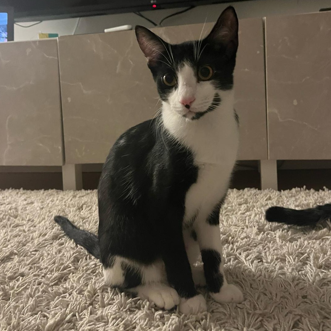 Luna and Samantha, a ADOPTABLE American Shorthair in New York, NY image 2/6
