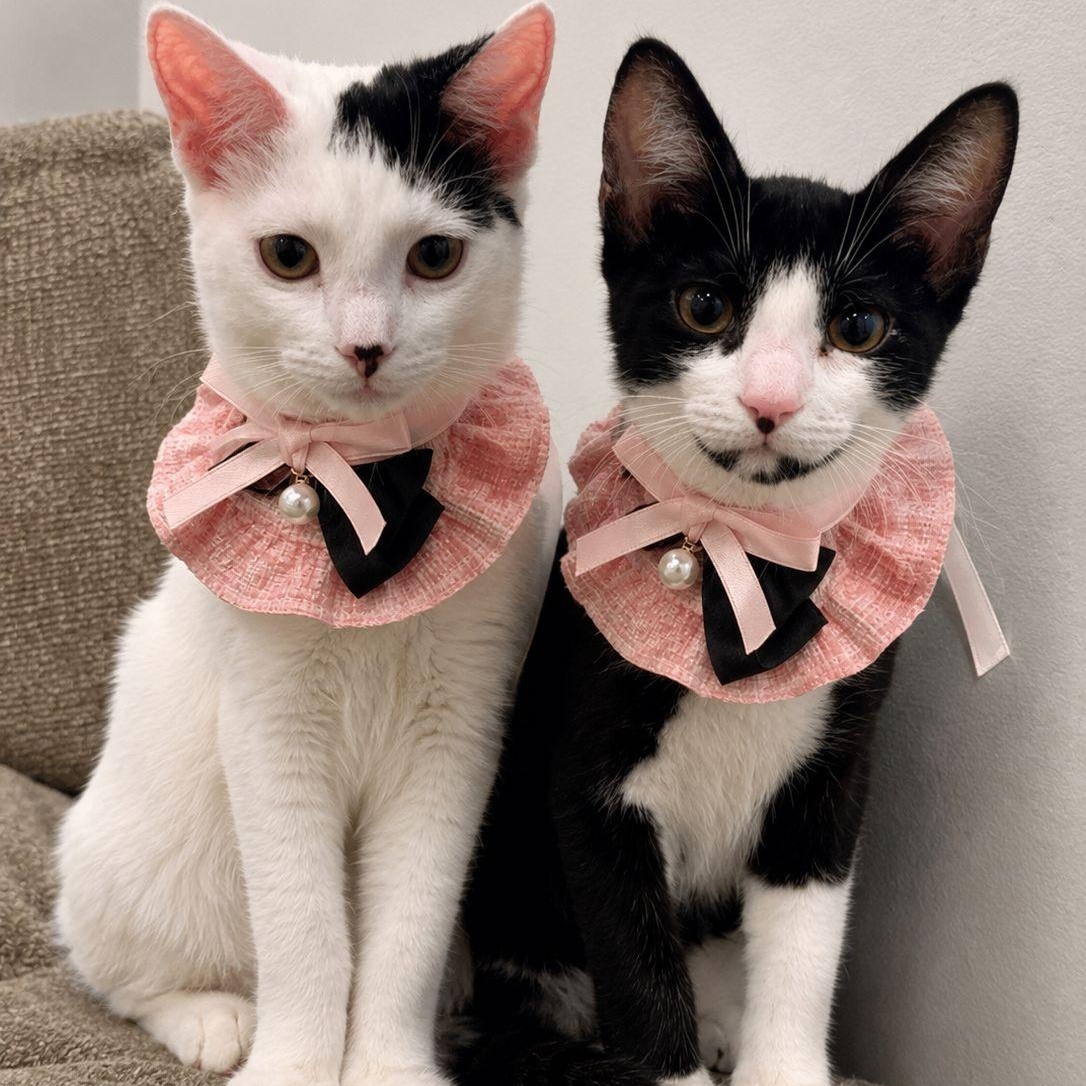 Luna and Samantha, ADOPTABLE, Kitten Female American Shorthair.