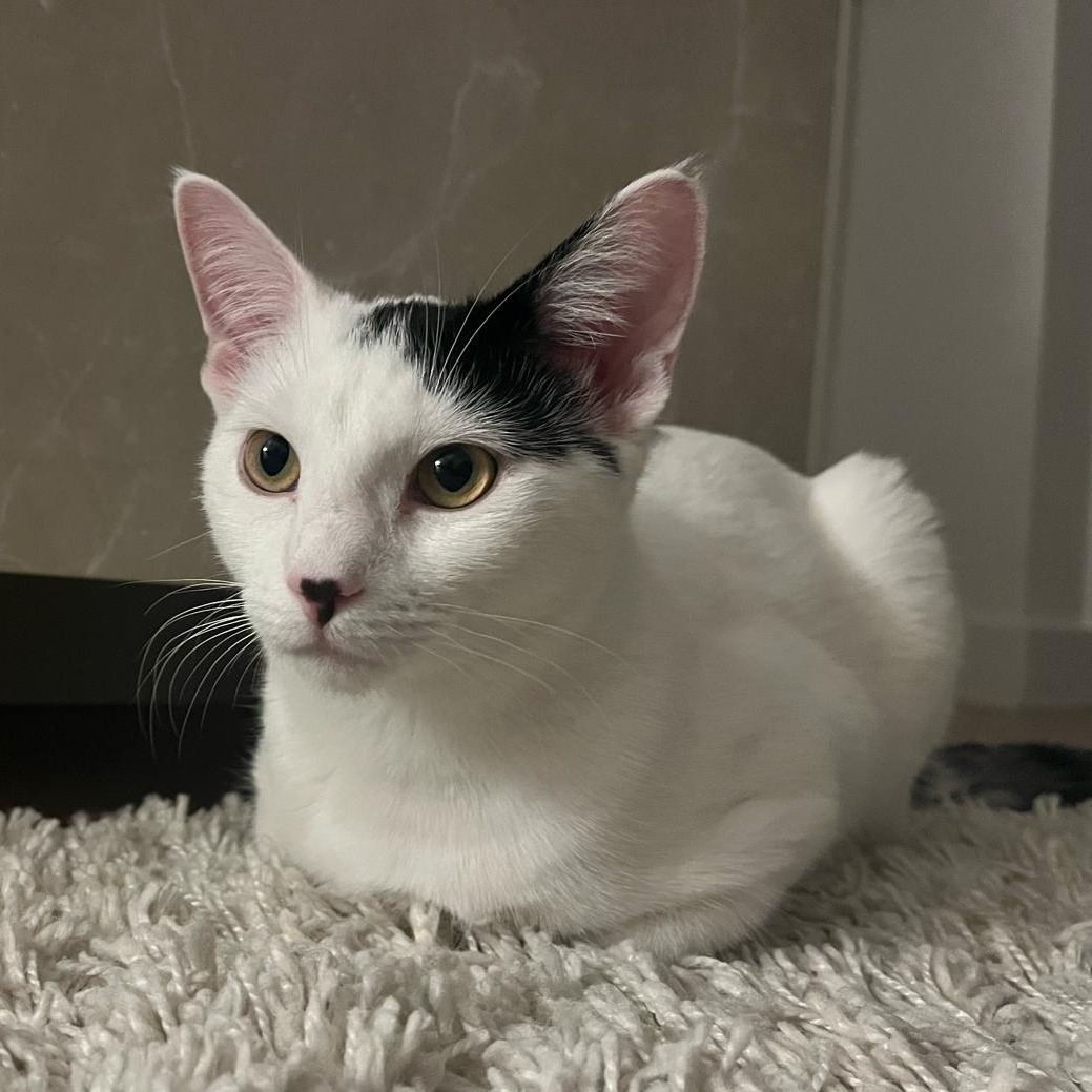 Luna and Samantha, a ADOPTABLE American Shorthair in New York, NY image 3/6