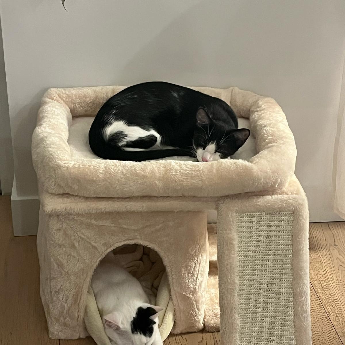 Luna and Samantha, a ADOPTABLE American Shorthair in New York, NY image 5/6
