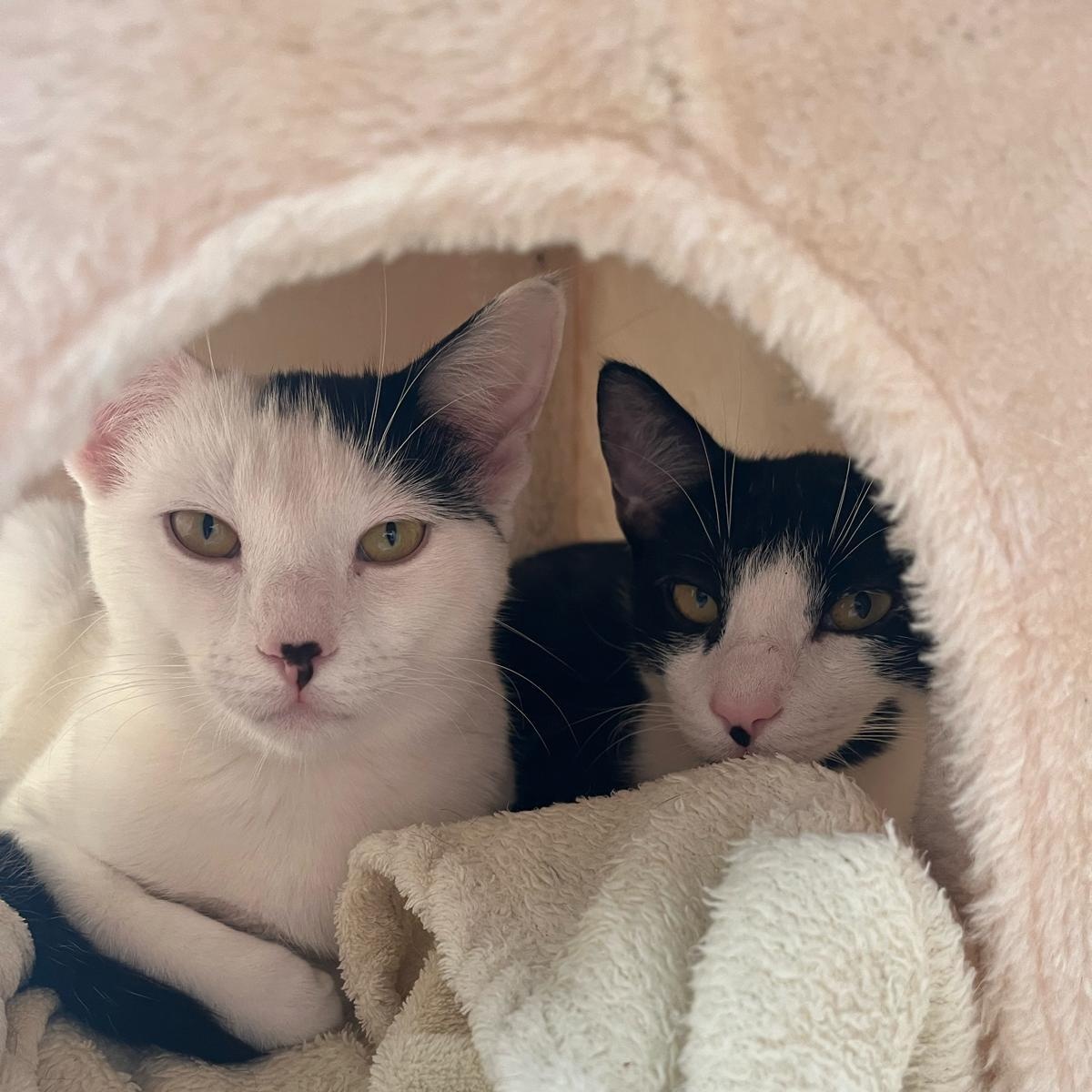 Luna and Samantha, a ADOPTABLE American Shorthair in New York, NY image 6/6