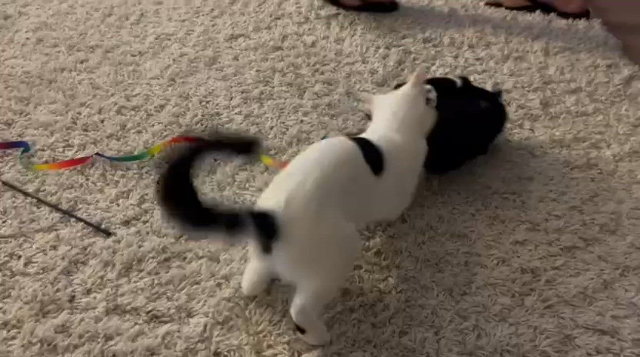 Enlarge Luna and Samantha, a ADOPTABLE American Shorthair in New York, NY video 4/6