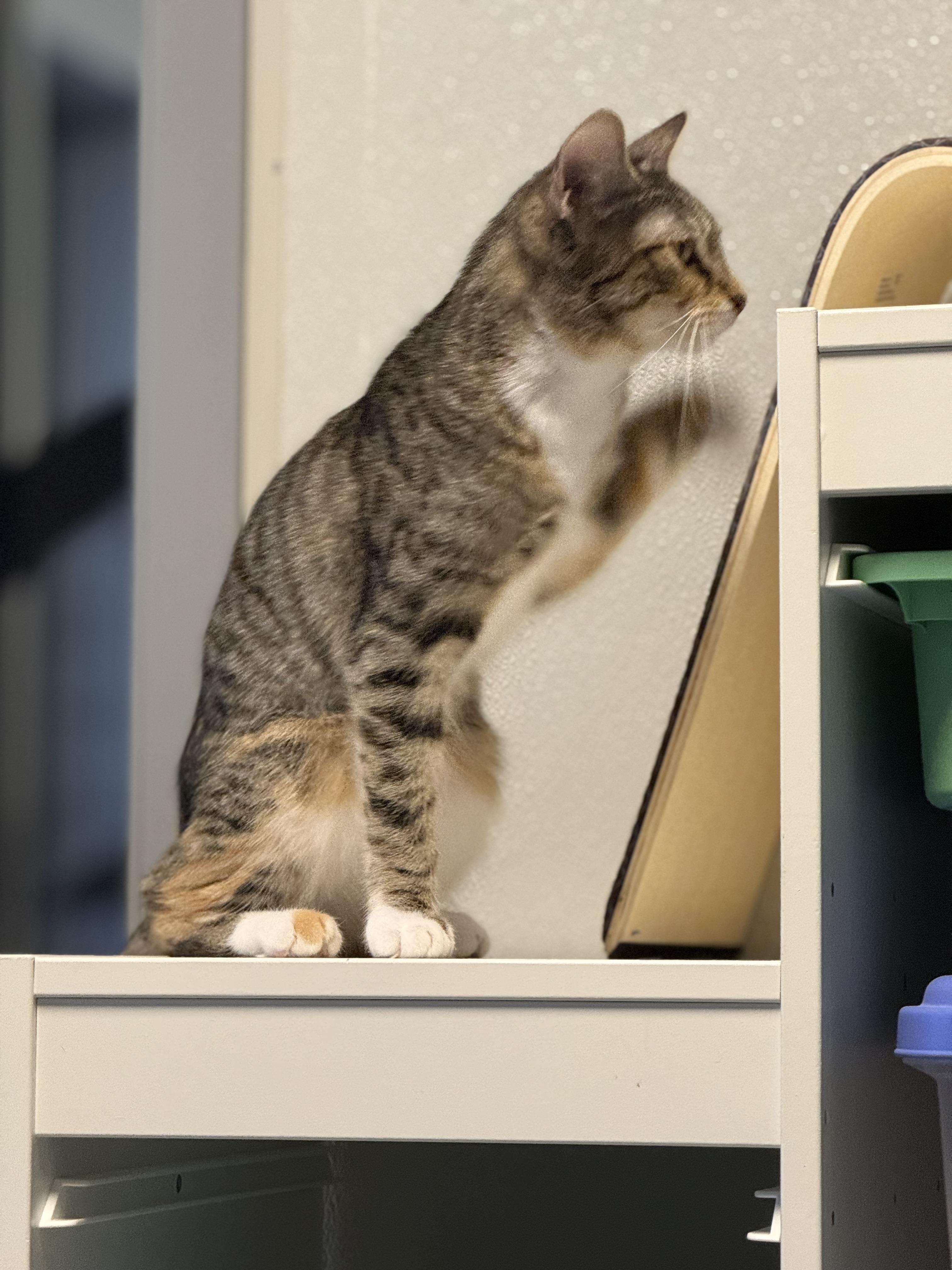 Paris, a Adoptable Domestic Short Hair in Winter Haven, FL image 5/6