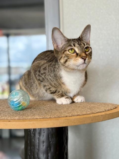 Paris, a Adoptable Domestic Short Hair in Winter Haven, FL image 6/6