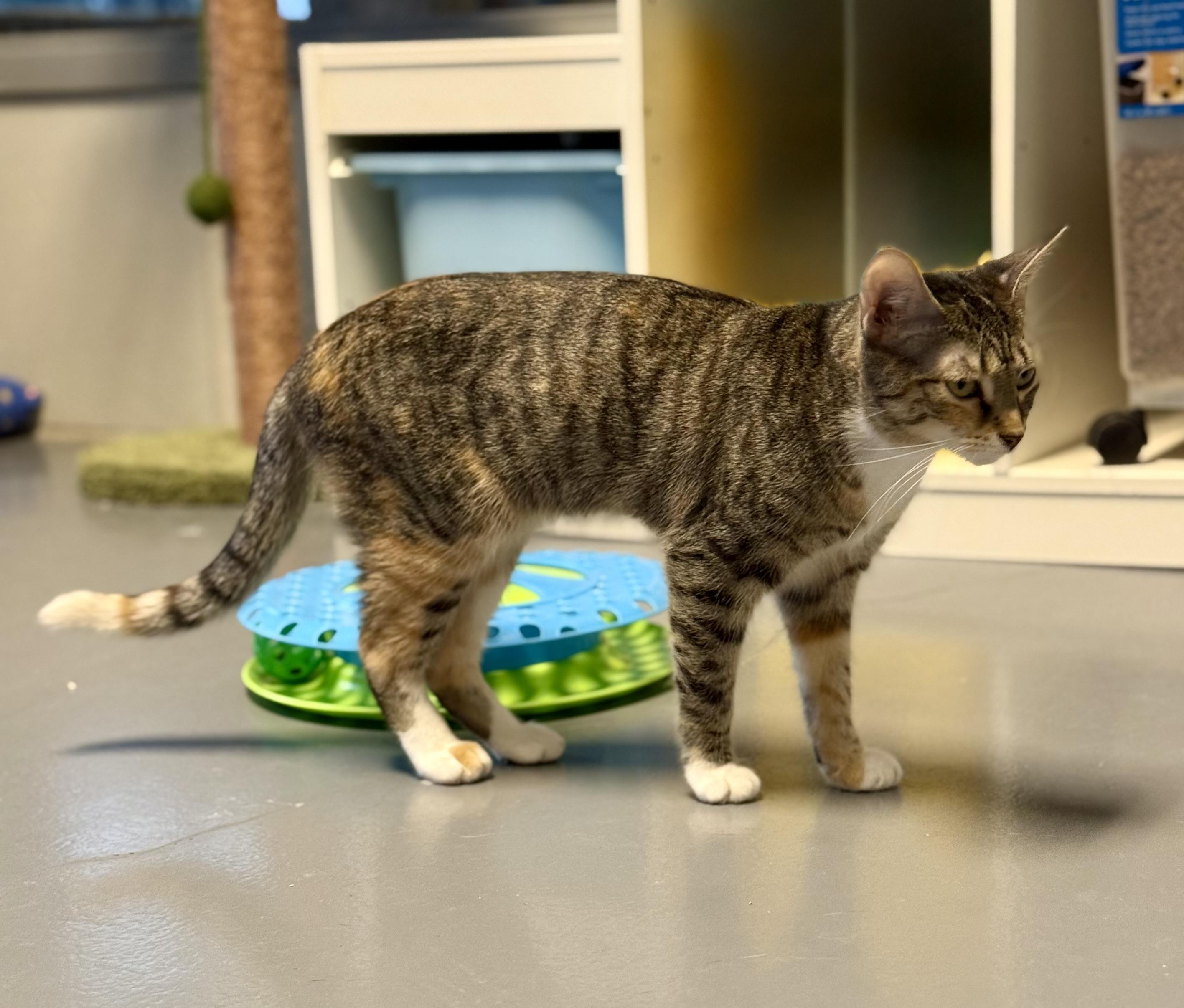 Paris, a Adoptable Domestic Short Hair in Winter Haven, FL image 3/6