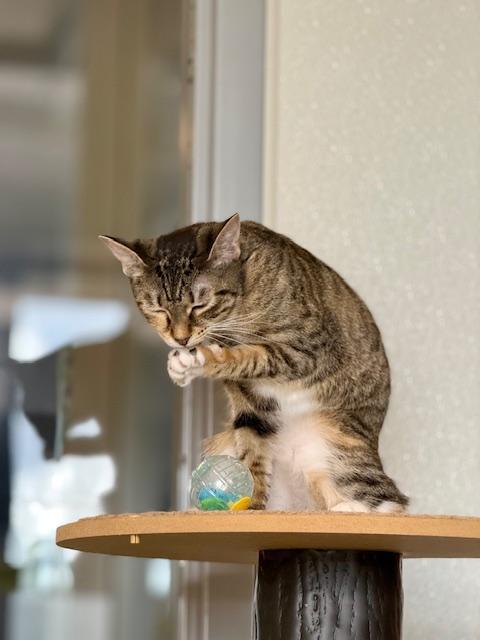 Paris, Adoptable, Young Female Domestic Short Hair.