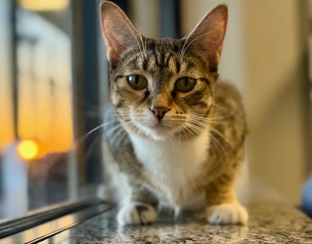 Paris, a Adoptable Domestic Short Hair in Winter Haven, FL image 1/6