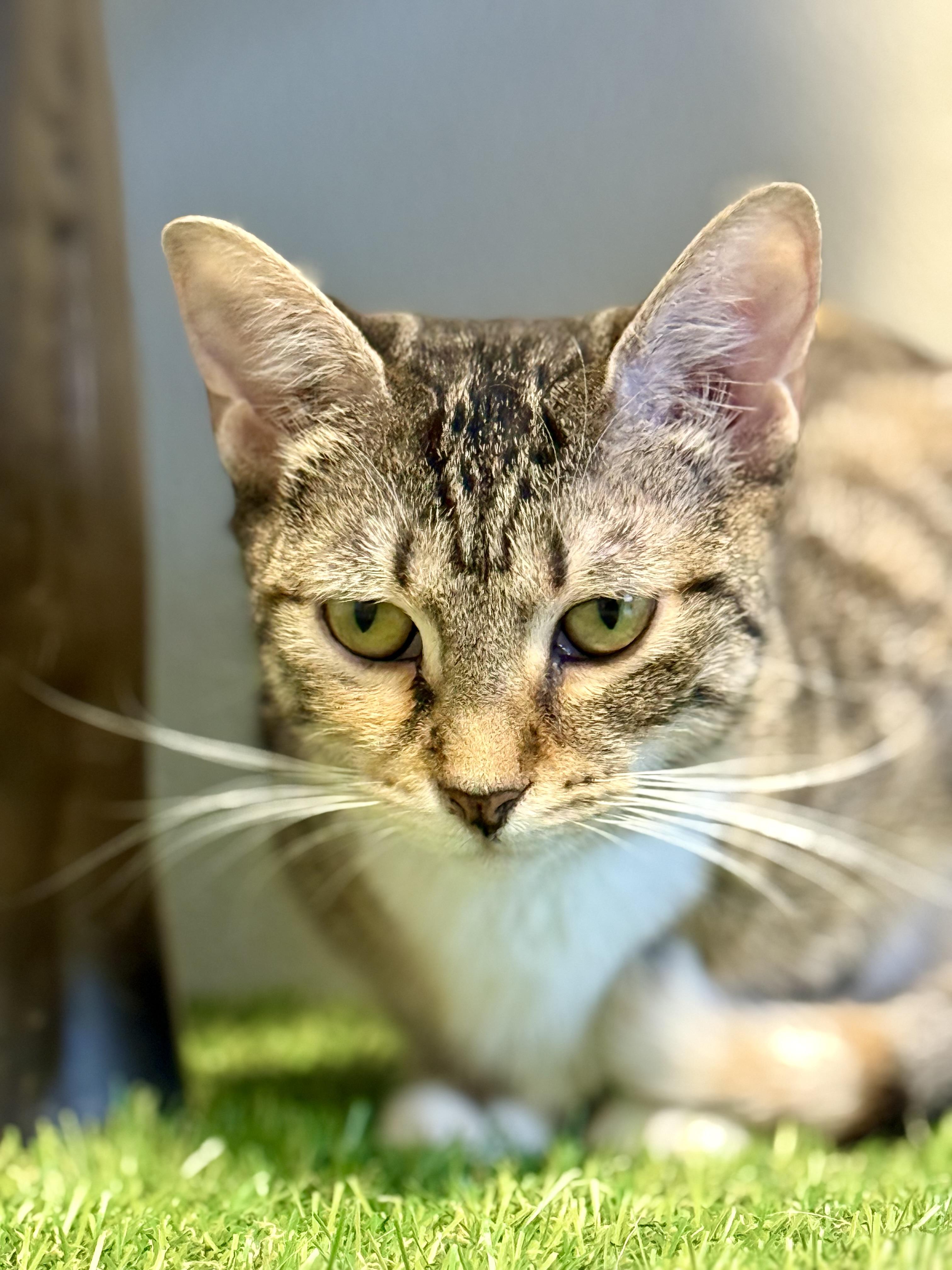 Paris, a Adoptable Domestic Short Hair in Winter Haven, FL image 4/6