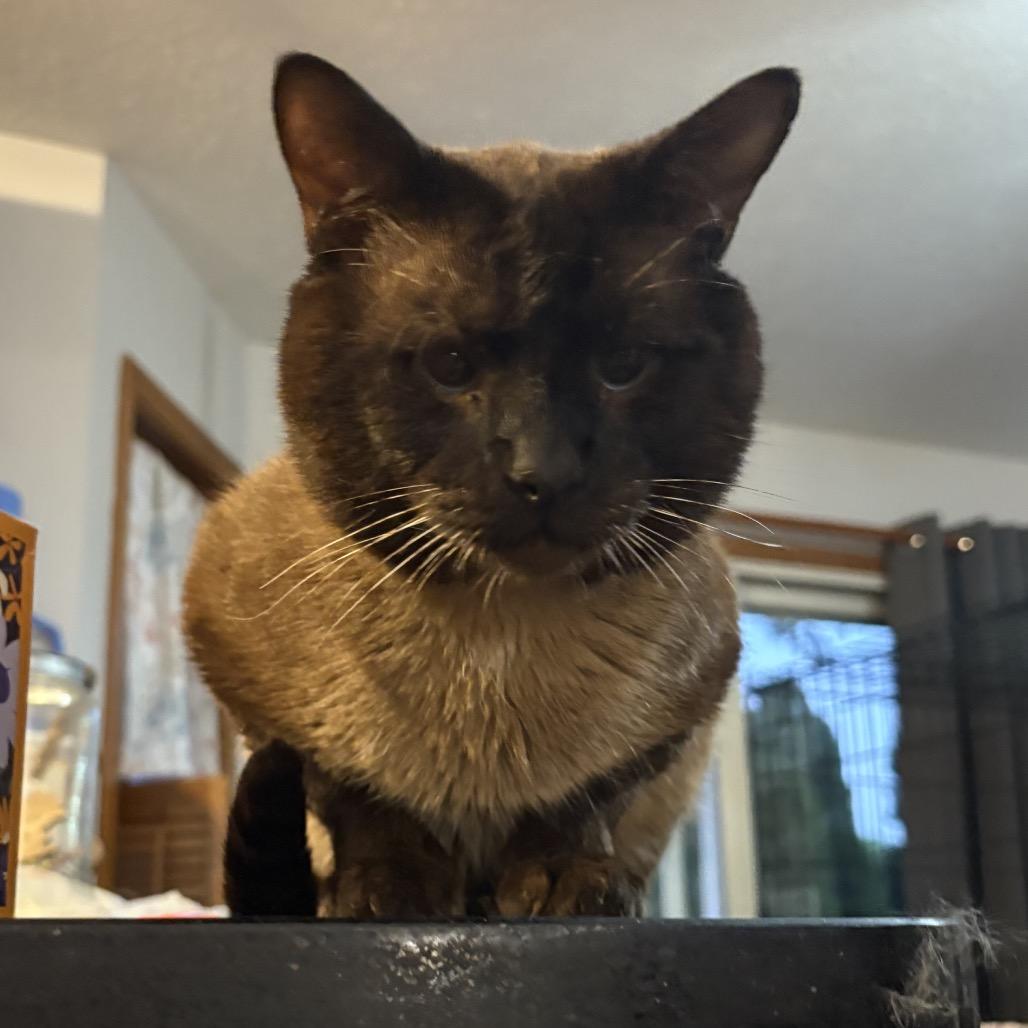 Mocha photo 2