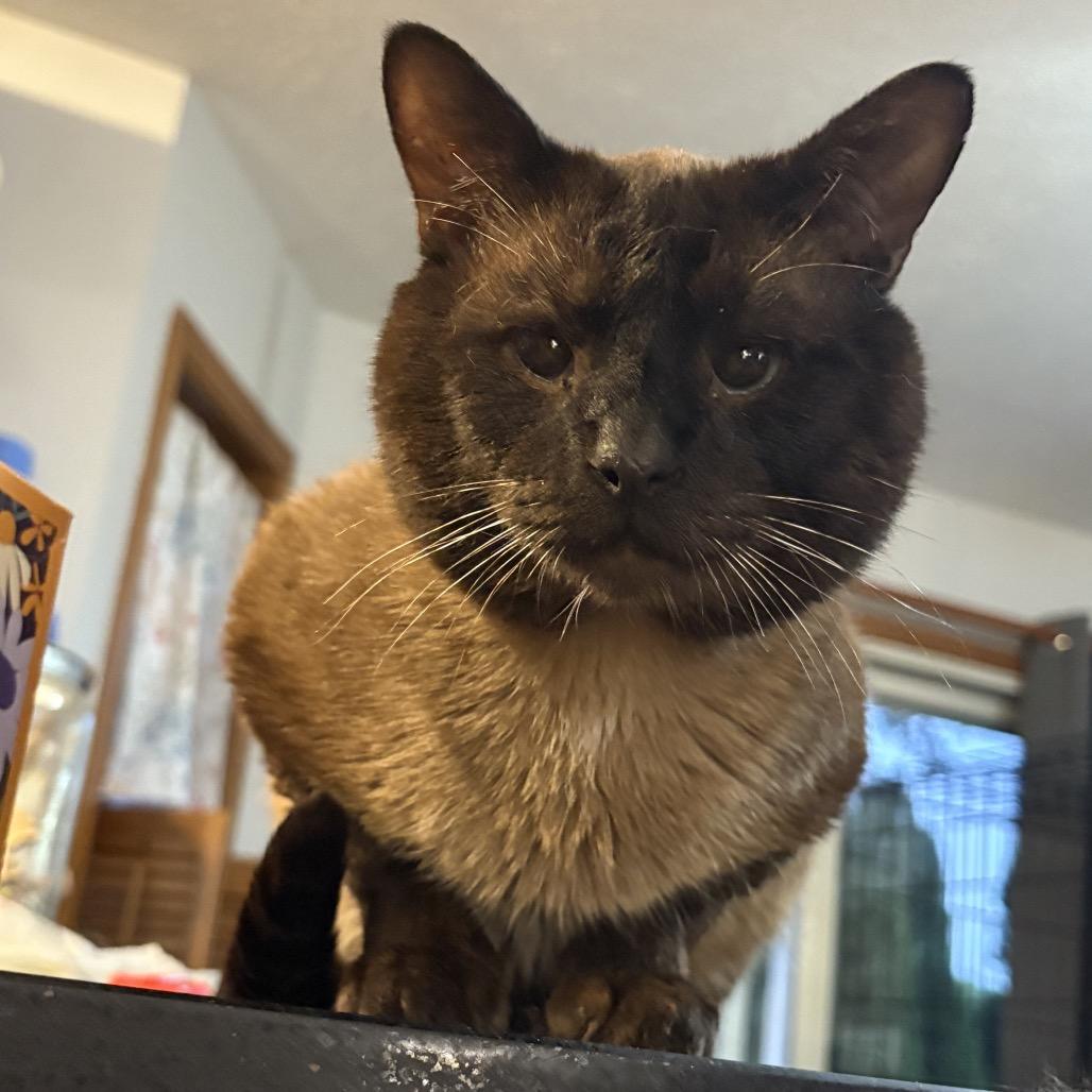 Mocha photo 3