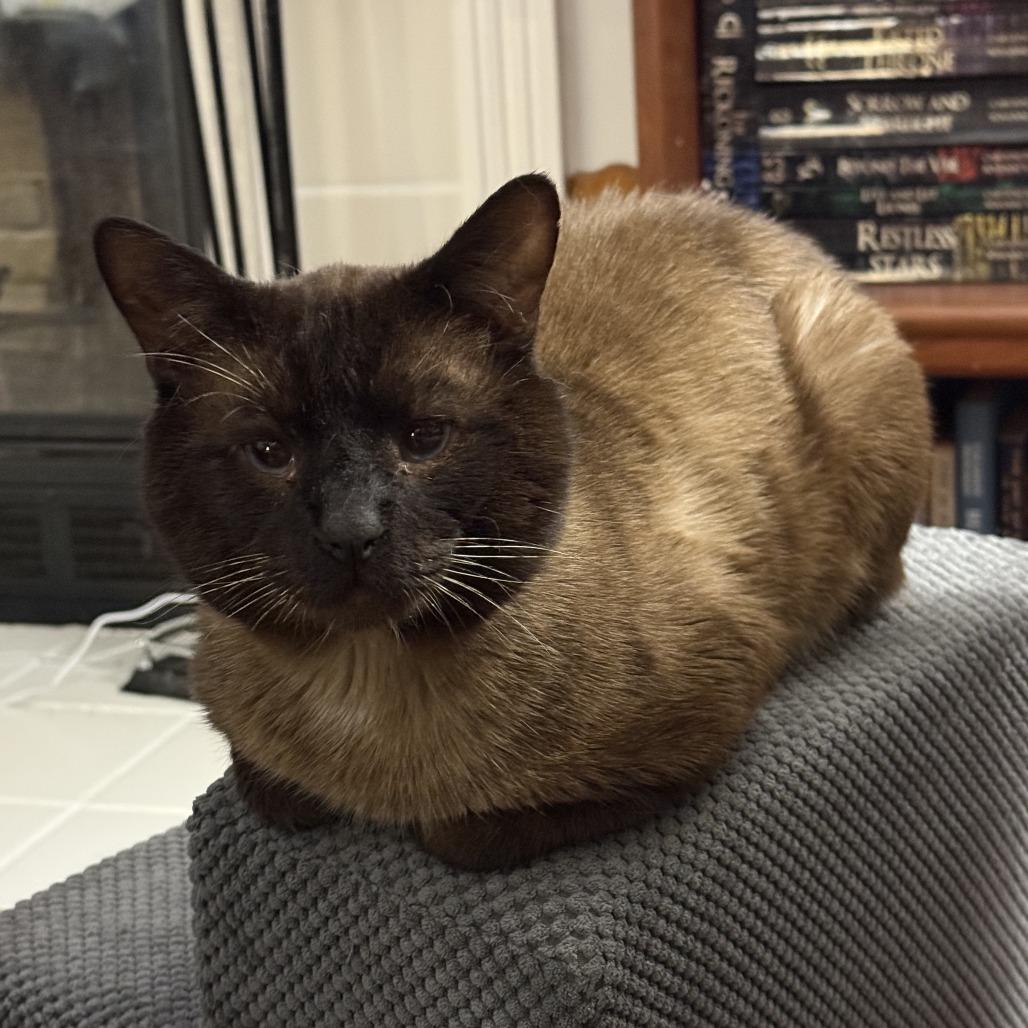 Mocha, Adult Male Siamese