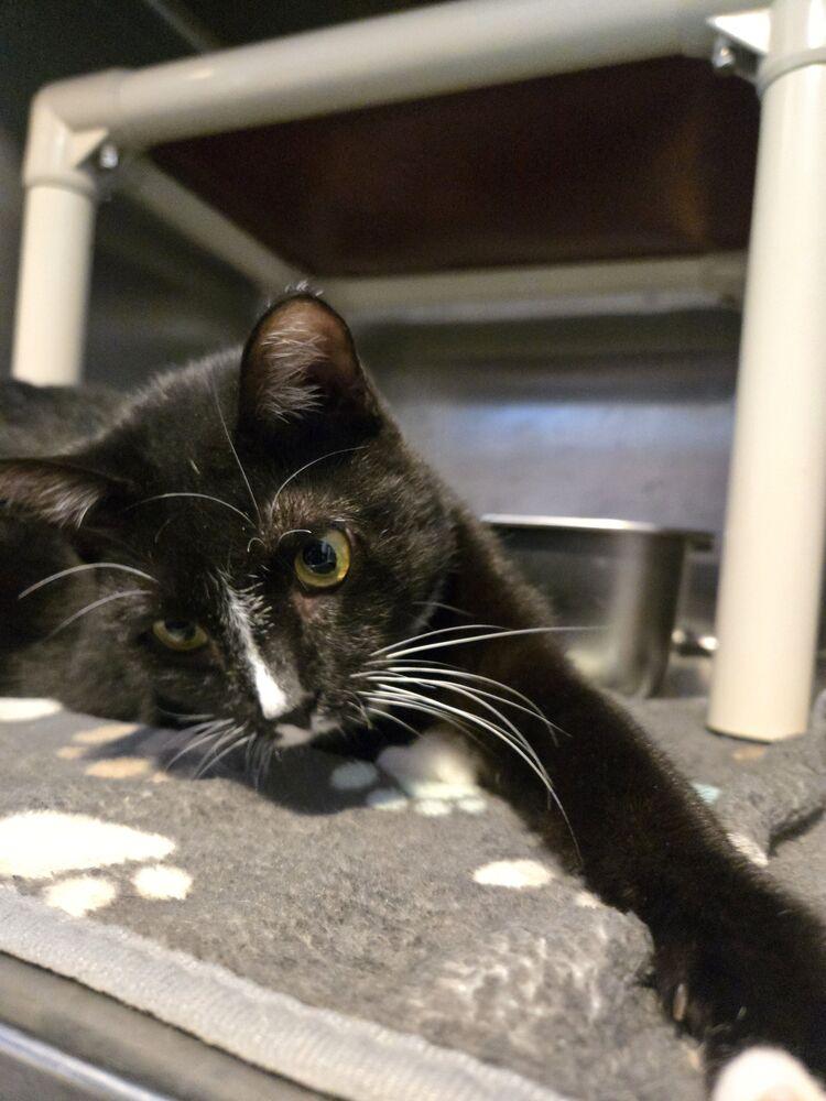 Cholula, Adoptable, Young Female Domestic Short Hair.