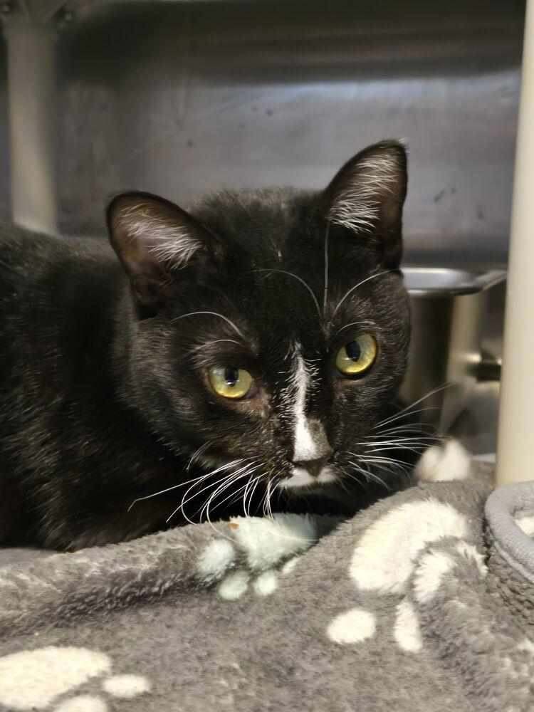 Enlarge Cholula, a Adoptable mixed breed in Wheaton, IL image 2/4