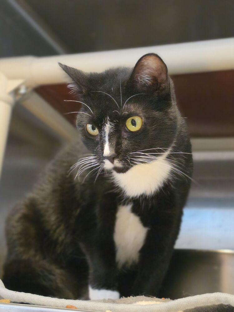 Enlarge Cholula, a Adoptable mixed breed in Wheaton, IL image 3/4