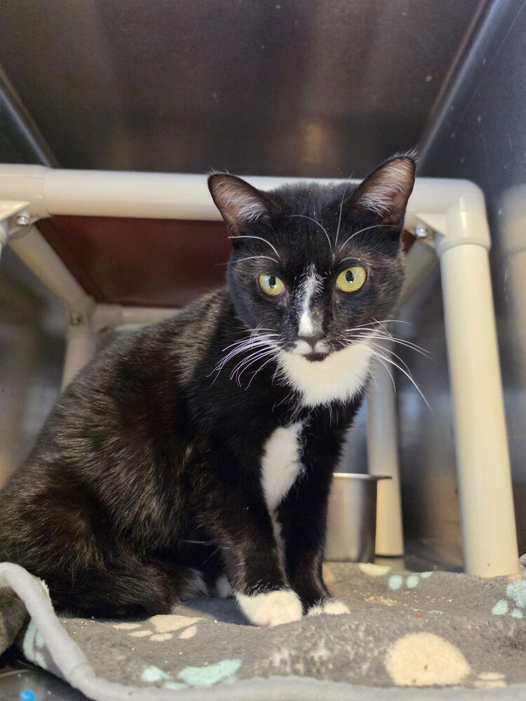Enlarge Cholula, a Adoptable mixed breed in Wheaton, IL image 4/4