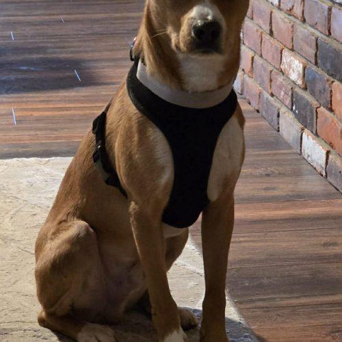 Enlarge Zeus, a Adoptable mixed breed in Sunderland, ON image 1/1