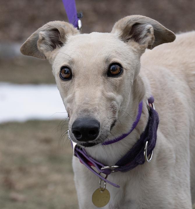 Enlarge Aurora, a Adopted Greyhound in Minneapolis, MN image 1/3