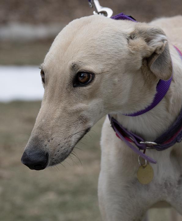 Enlarge Aurora, a Adopted Greyhound in Minneapolis, MN image 2/3