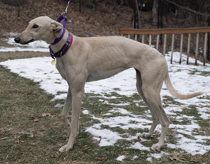 Enlarge Aurora, a Adopted Greyhound in Minneapolis, MN image 3/3