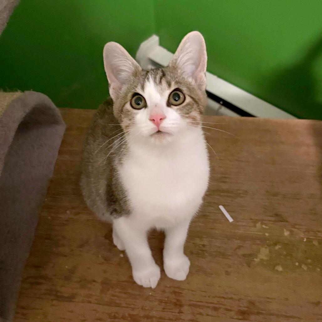 Hemlock, Adoptable, Kitten Male Domestic Short Hair.