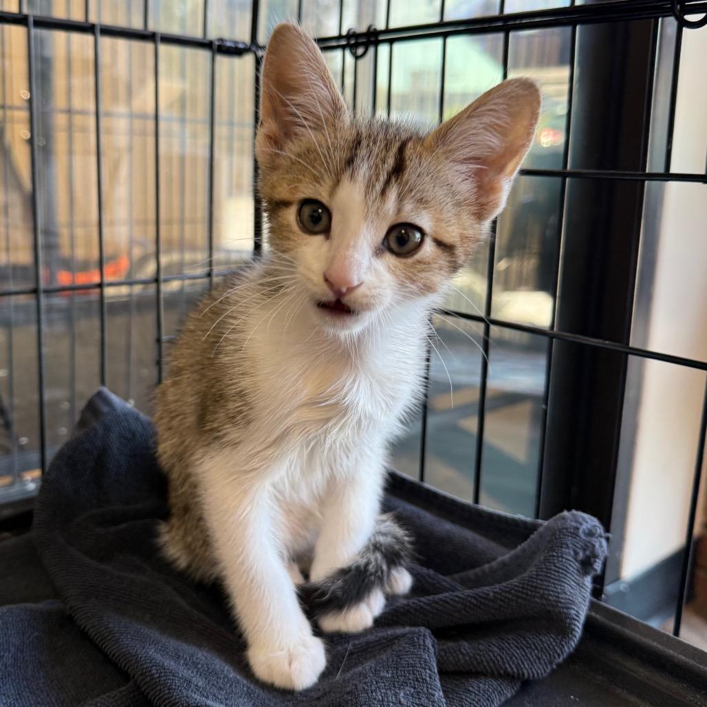 Enlarge Hemlock, a Adoptable Domestic Short Hair in Medina, OH image 2/3