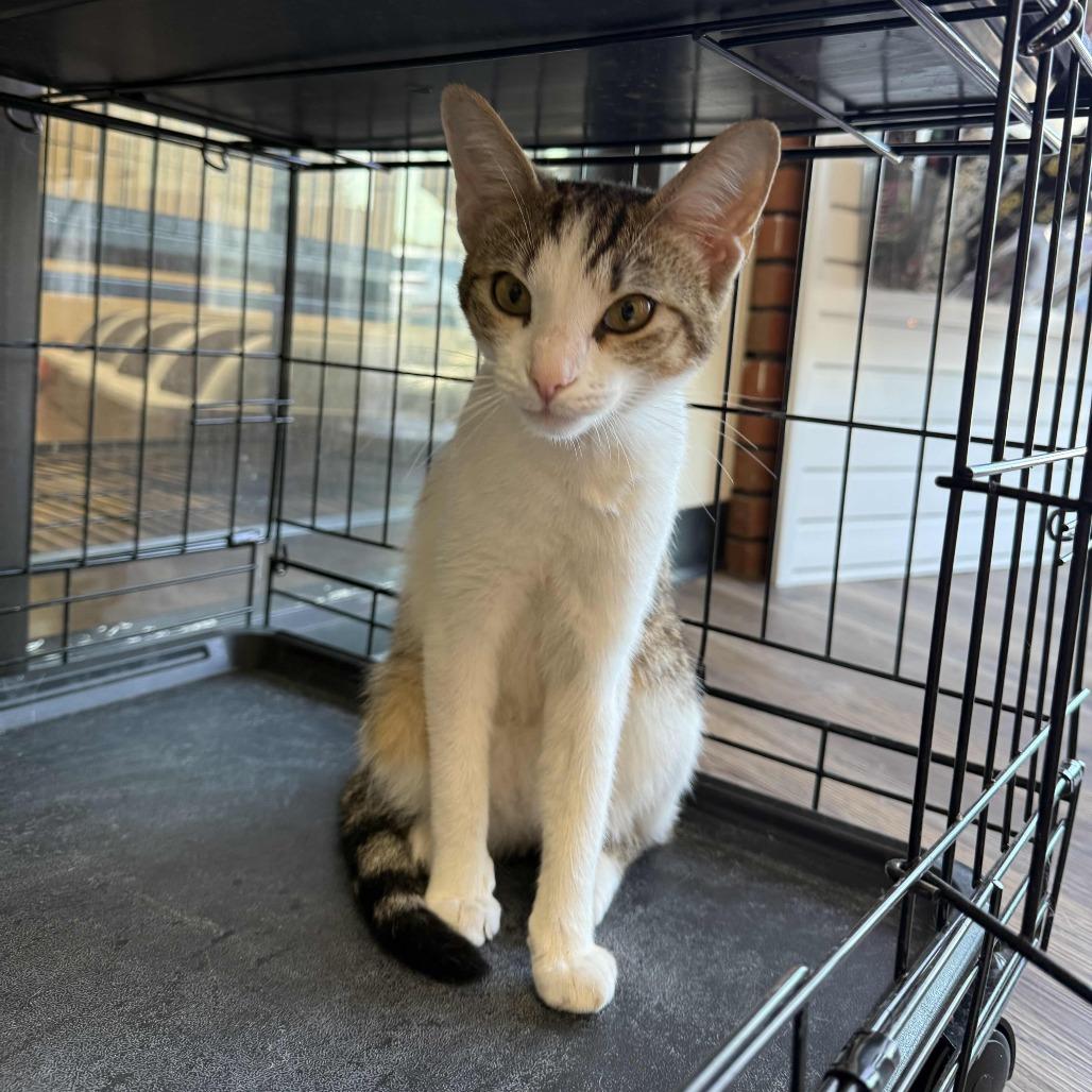 Enlarge Hemlock, a Adoptable Domestic Short Hair in Medina, OH image 3/3