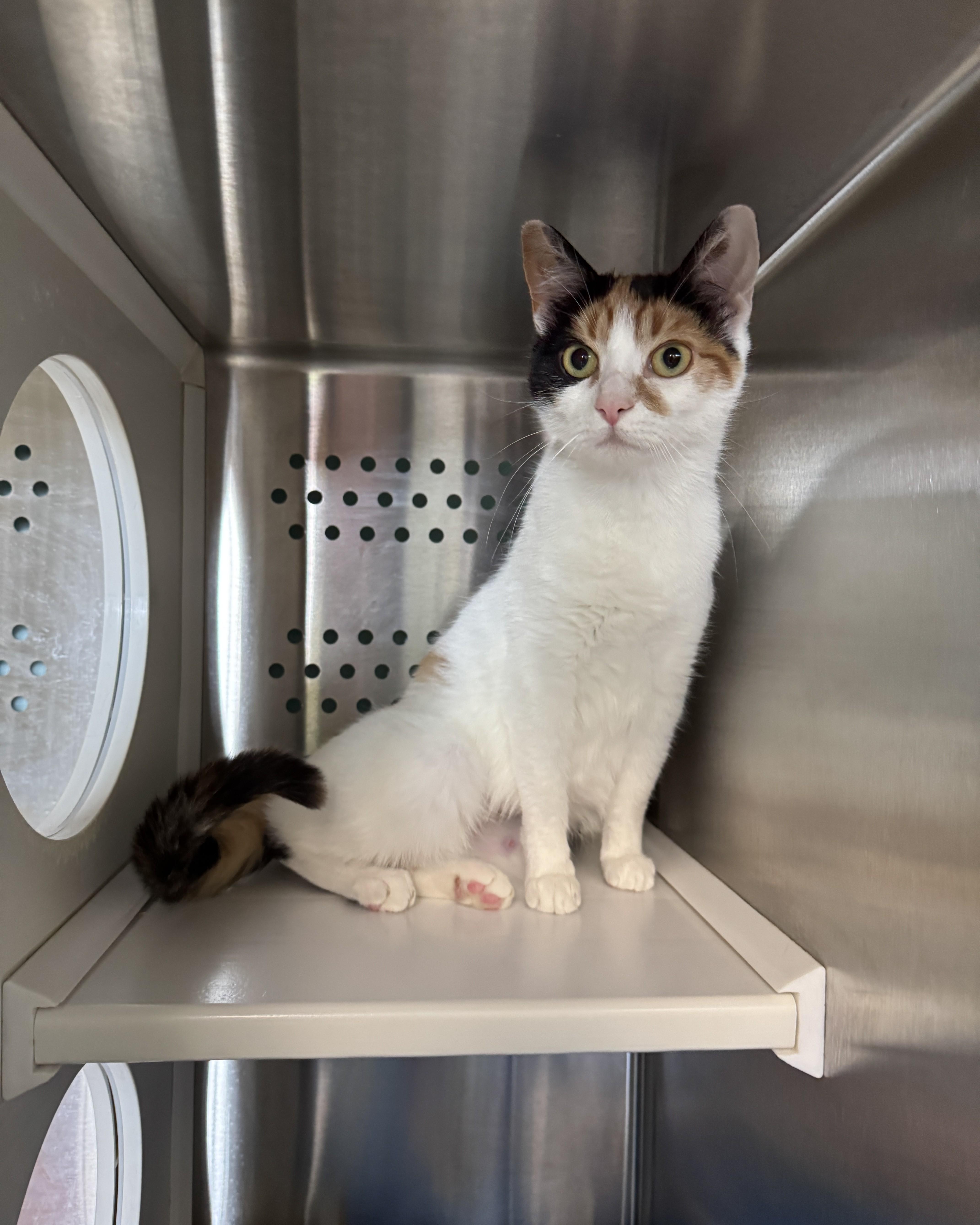 Honeybun, an adopted Domestic Short Hair in Seneca, PA image 2/3