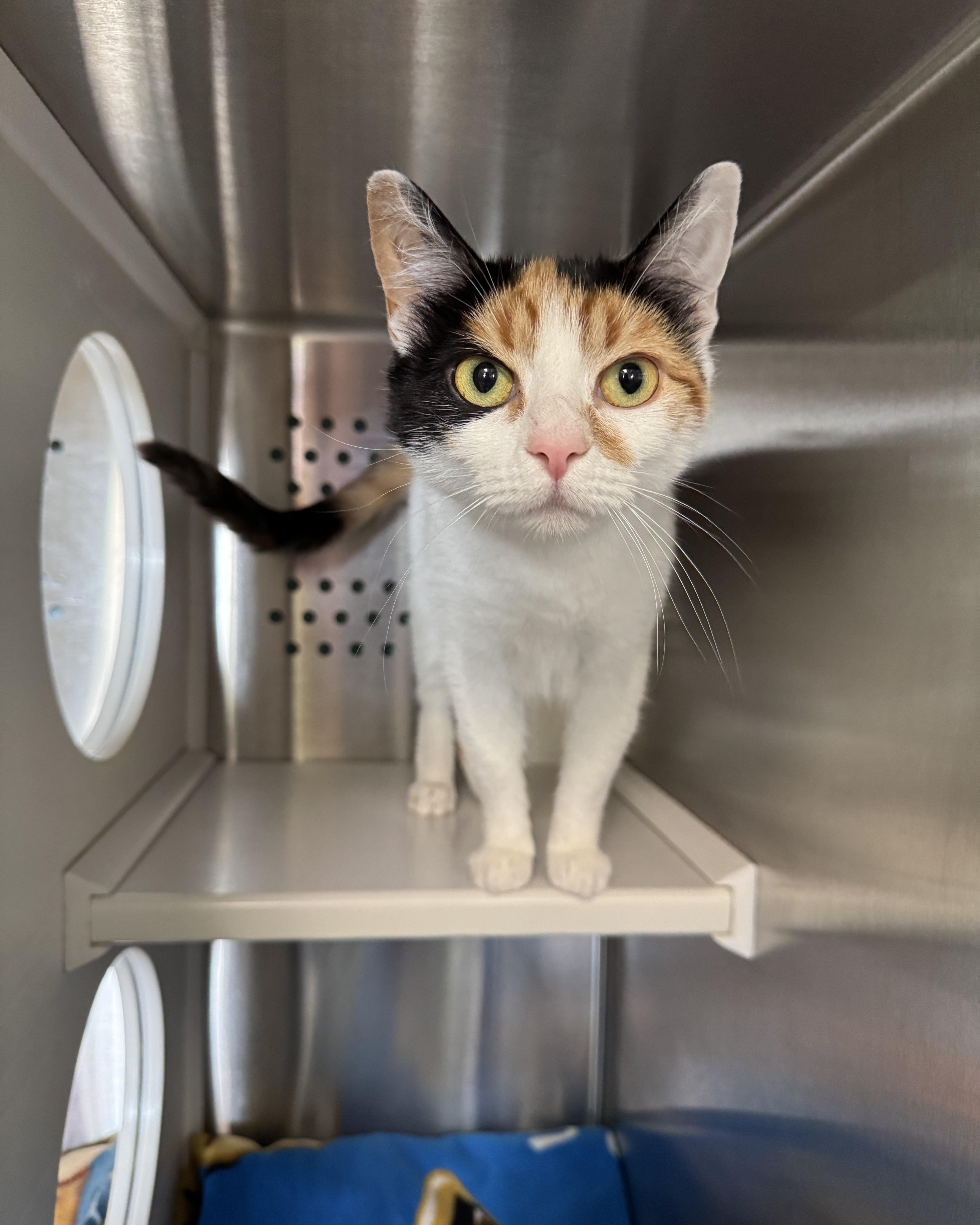Honeybun, an adopted Domestic Short Hair in Seneca, PA image 1/3