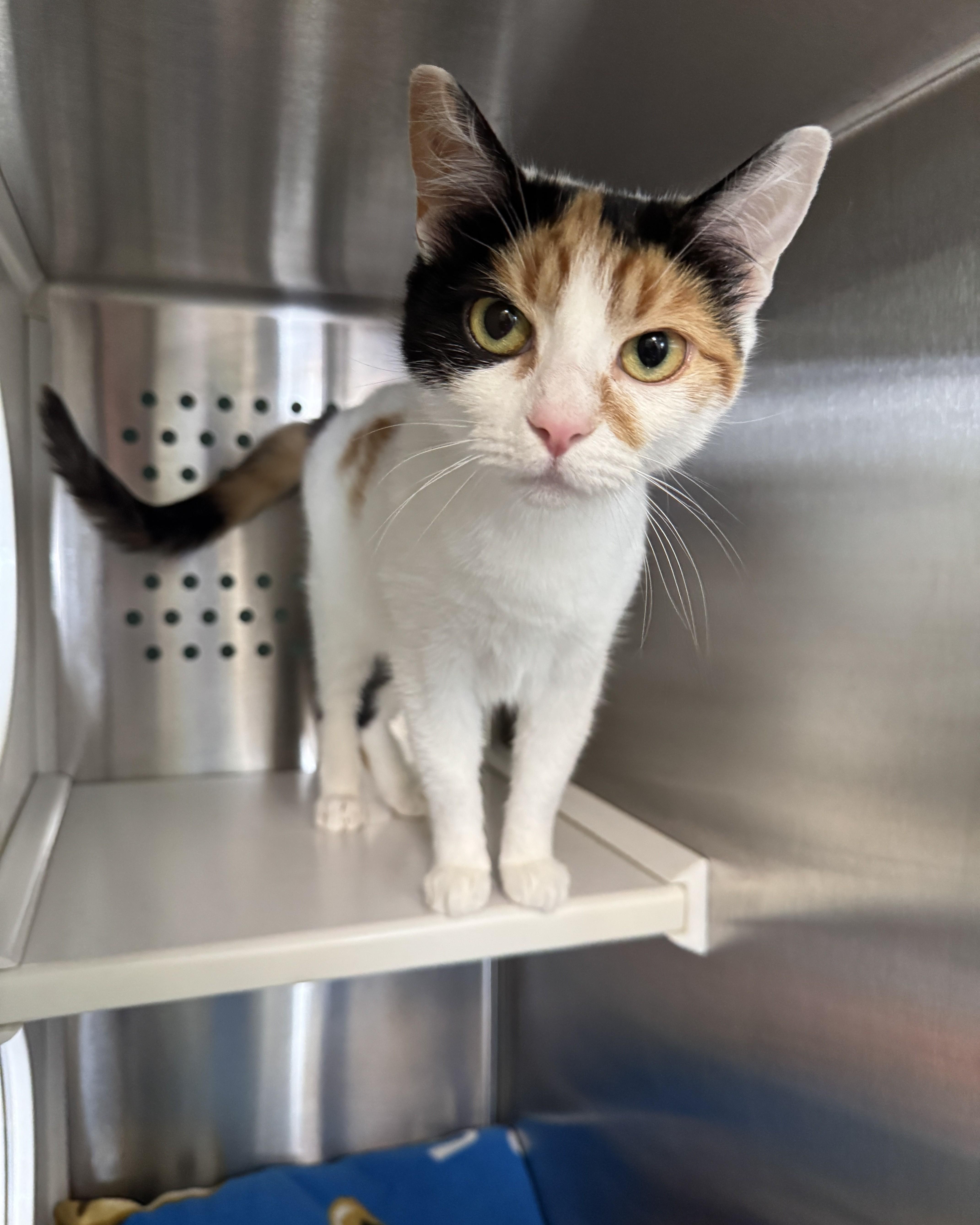 Honeybun, an adopted Domestic Short Hair in Seneca, PA image 3/3