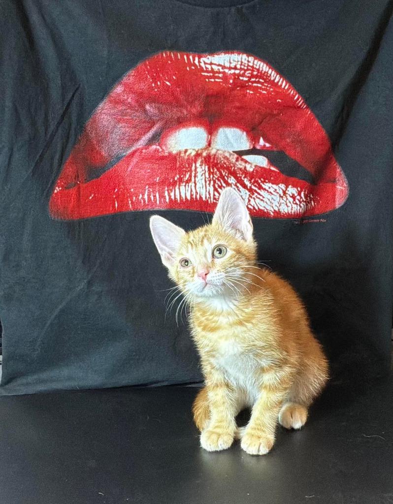 Riff Raff, Adoptable, Kitten Male Domestic Short Hair.