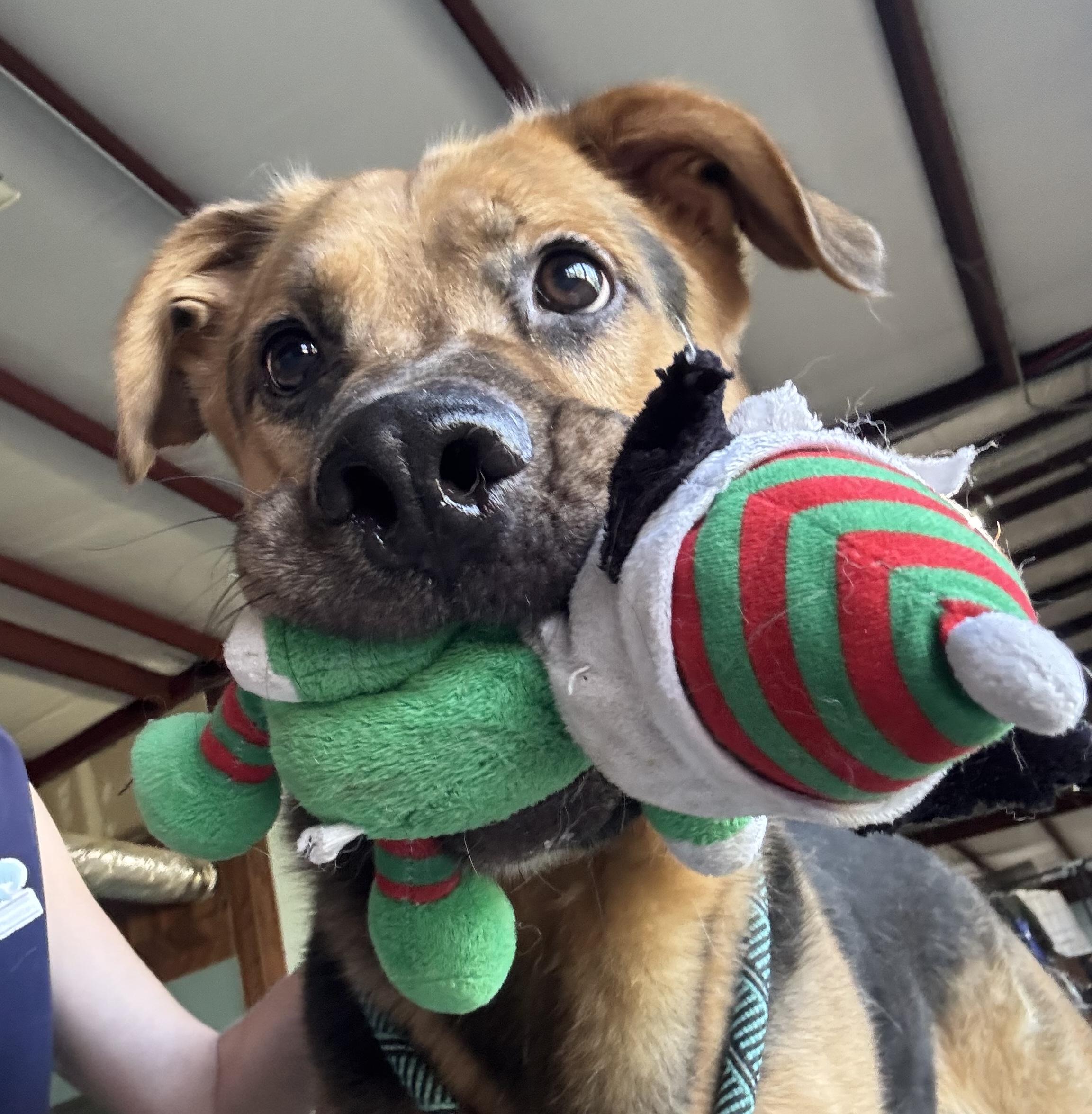 Enlarge Roscoe, a Adoptable mixed breed in Mount Arlington, NJ image 2/6