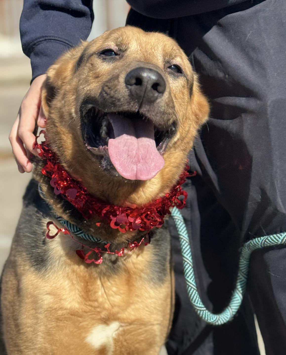 Enlarge Roscoe, a Adoptable mixed breed in Mount Arlington, NJ image 5/6