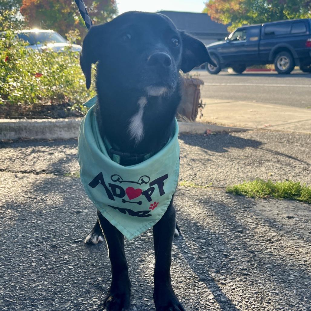 Enlarge Ripley, a Adopted mixed breed in Ashland, OR image 1/4
