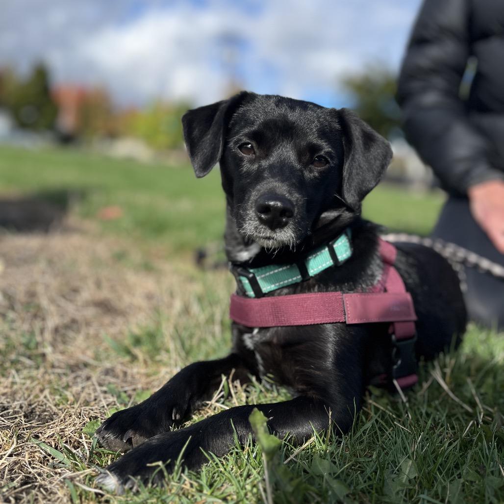 Enlarge Ripley, a Adopted mixed breed in Ashland, OR image 2/4