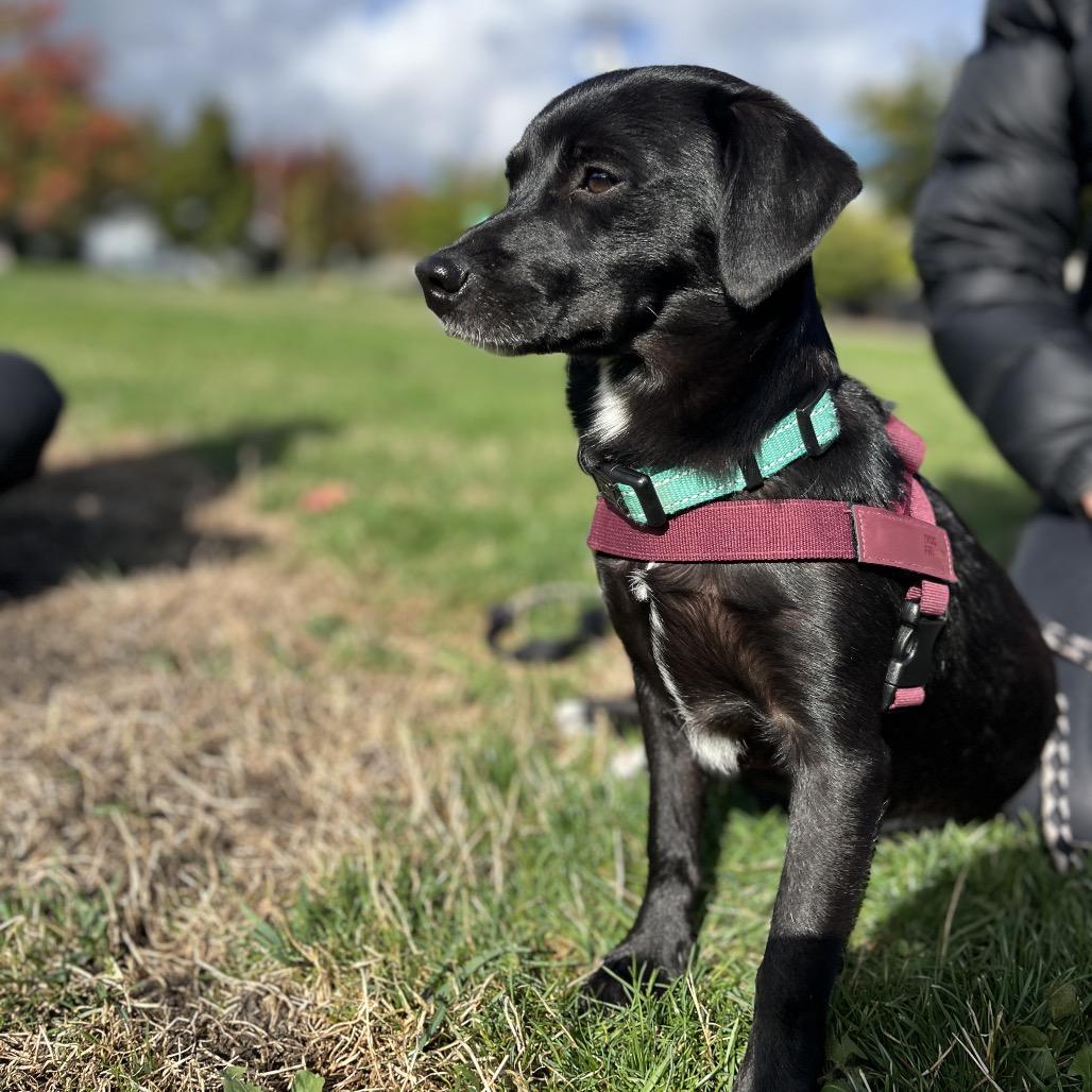 Enlarge Ripley, a Adopted mixed breed in Ashland, OR image 3/4