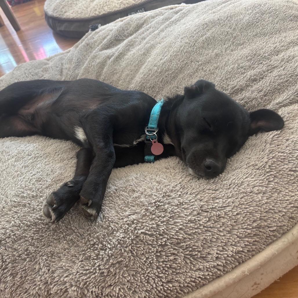 Enlarge Ripley, a Adopted mixed breed in Ashland, OR image 4/4