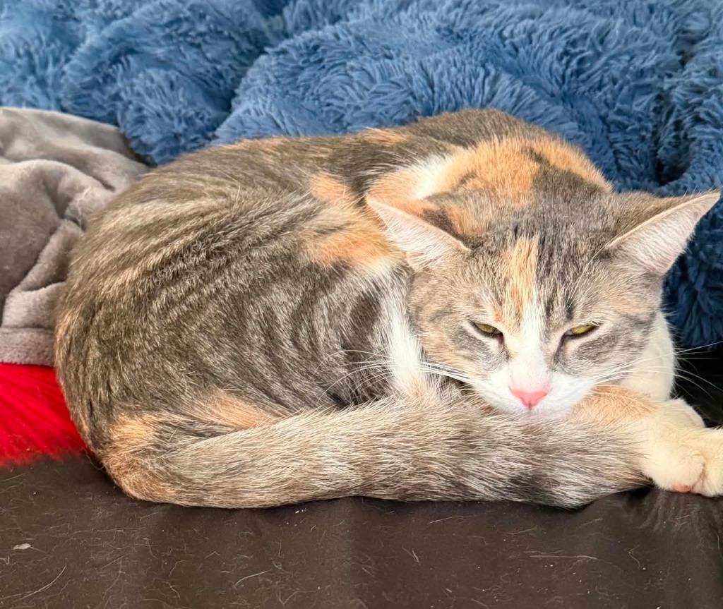 Marble, a Adoptable mixed breed in Fond Du Lac, WI image 1/4