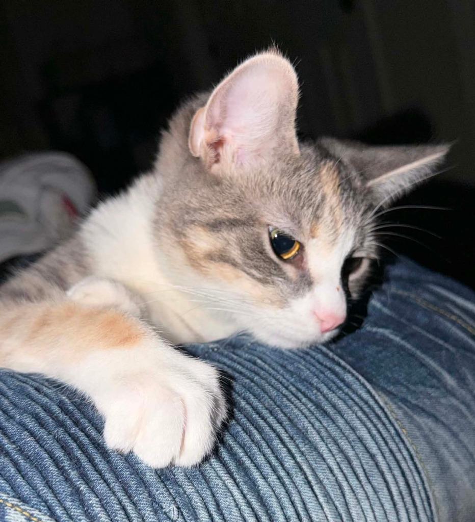 Marble, a Adoptable mixed breed in Fond Du Lac, WI image 2/4