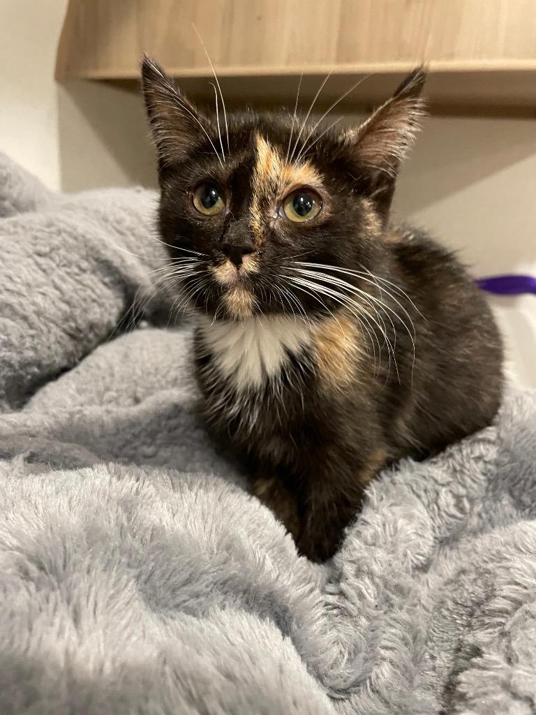 Saydie, Adoptable, Kitten Female Domestic Short Hair.