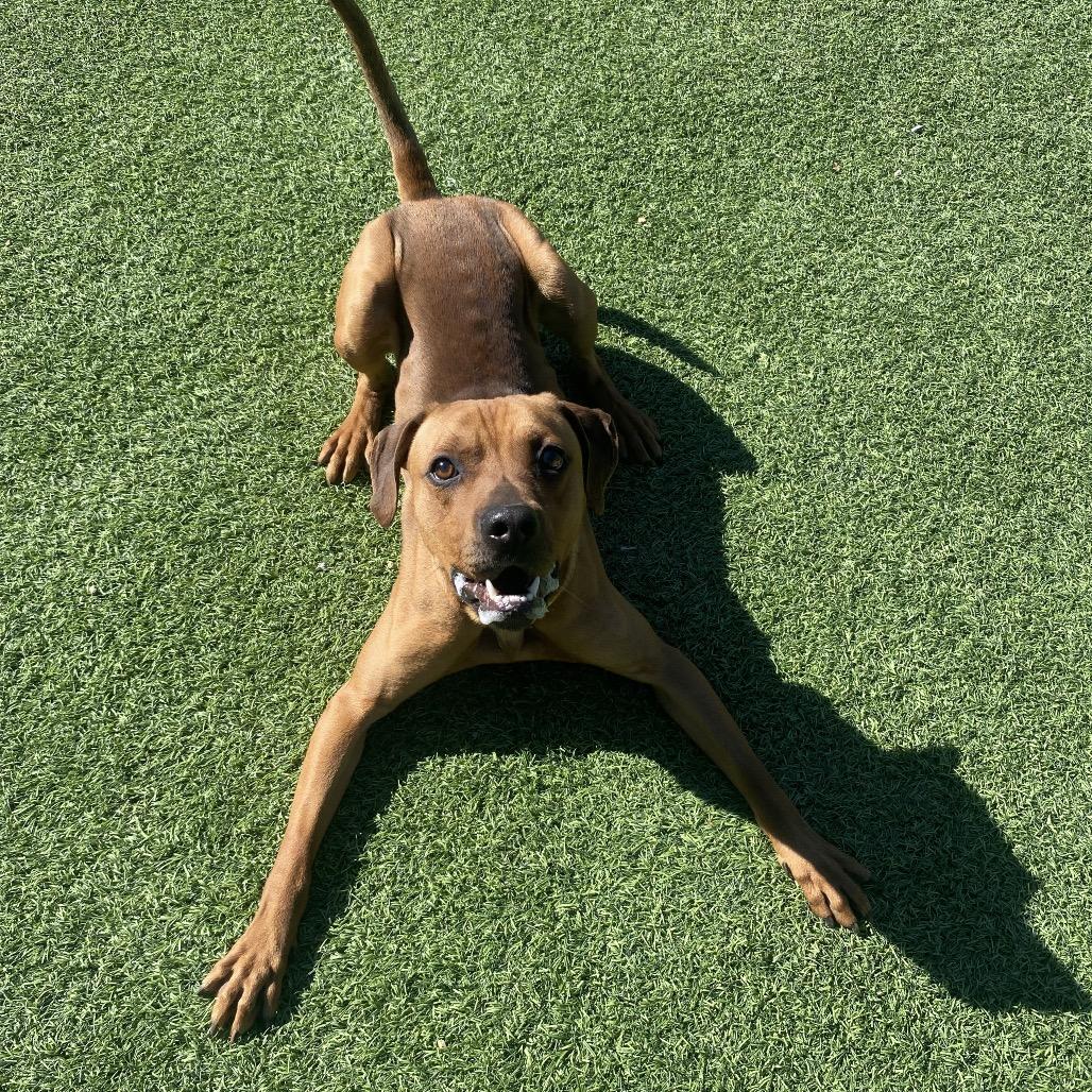 Ridge, a Adoptable Rhodesian Ridgeback in Batavia, OH image 1/6