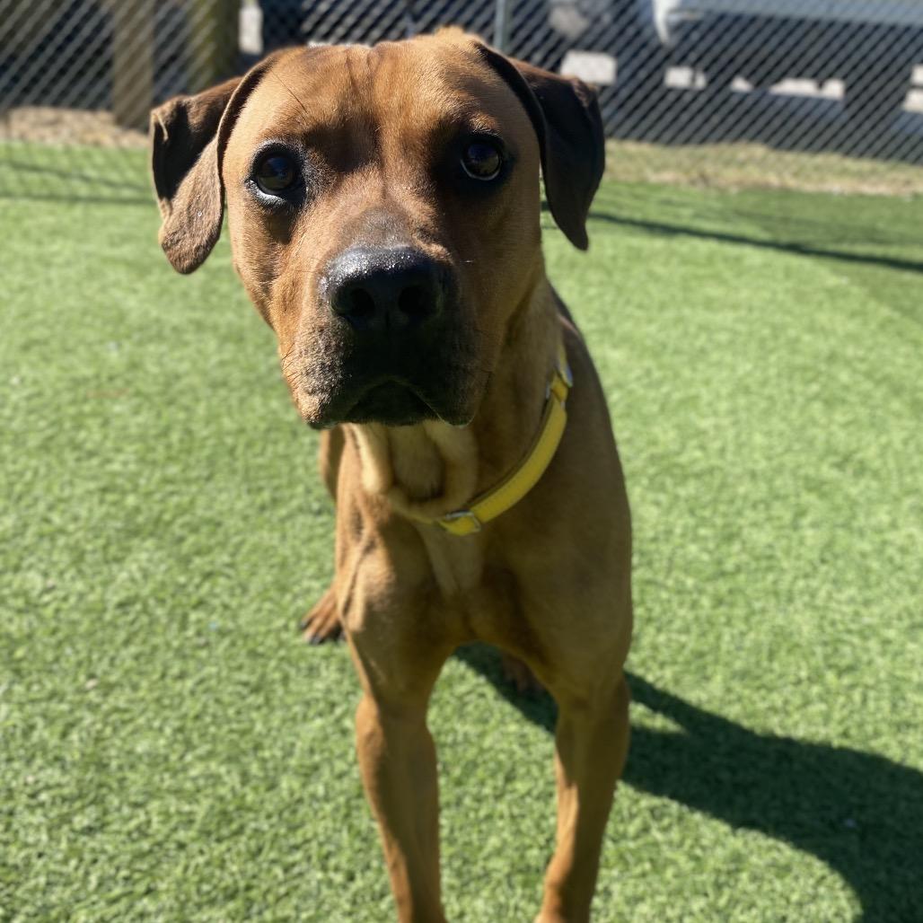 Ridge, a Adoptable Rhodesian Ridgeback in Batavia, OH image 2/6