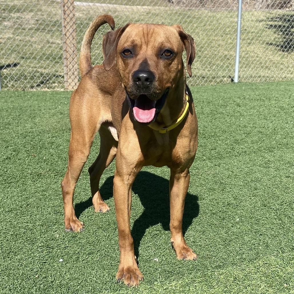 Ridge, a Adoptable Rhodesian Ridgeback in Batavia, OH image 3/6
