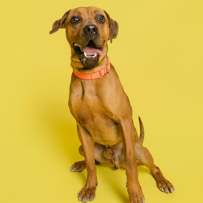 Enlarge Ridge, a Adoptable mixed breed in Batavia, OH image 4/6