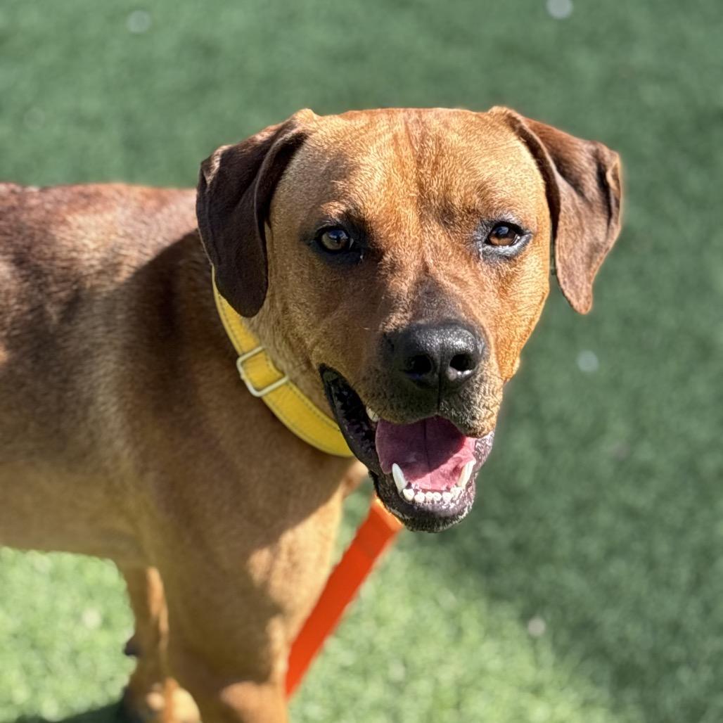 Ridge, a Adoptable Rhodesian Ridgeback in Batavia, OH image 4/6